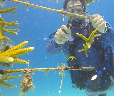 underwater volunteer cleaning coral tree