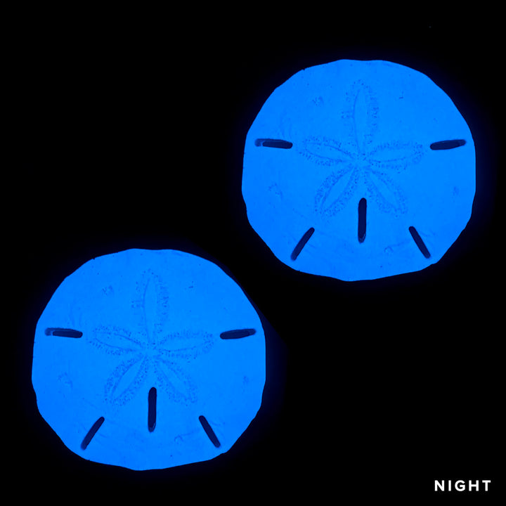 Sand Dollar x 2 | SAND-L2 | Glow in the Dark Pool Mosaics