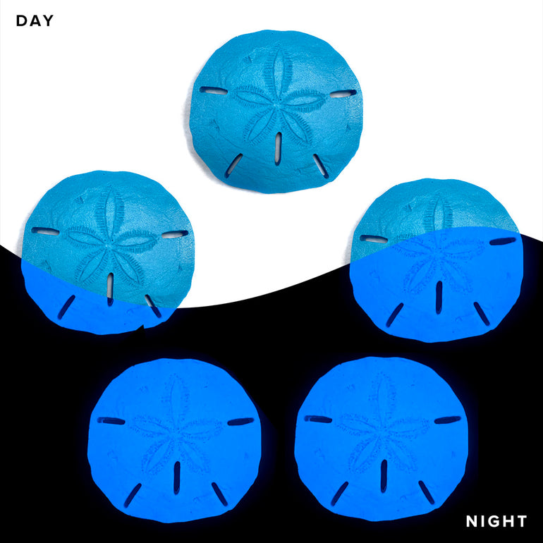 Sand Dollar x 5, SAND-L5